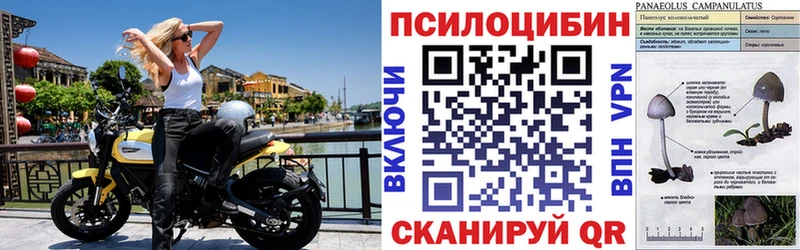 Галлюциногенные грибы Cubensis  Ставрополь 